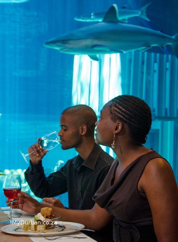 Dining With Sharks
