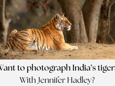 Two 2027 India Tiger Safari Departures Open for African Wildlife Photographers